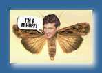 Hoff - David hasslehoff